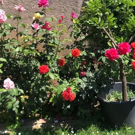 Tatil Evi Casa Con Piscina En Vulpellac, Baix Emporda Vulpellac